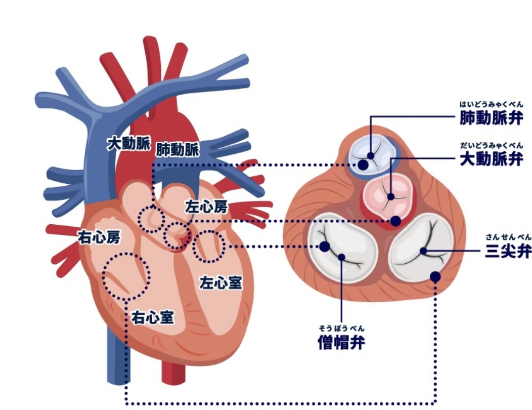 心臓弁膜症とは